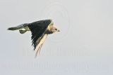_MG_7607 Swainsons Hawk.jpg