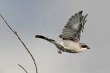 _MG_7735 Loggerhead Shrike.jpg