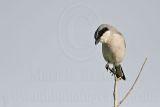 _MG_7815 Loggerhead Shrike.jpg