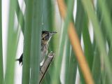 _MG_7396 Seaside Sparrow.jpg