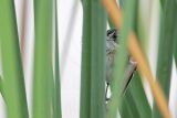 _MG_7406 Seaside Sparrow.jpg