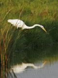 _MG_7422 Great Egret.jpg
