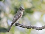_MG_9473 Eastern Wood-Pewee.jpg