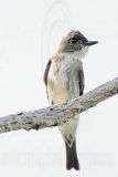 _MG_9561 Olive-sided Flycatcher.jpg