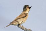 _MG_9889 Eastern Wood-Pewee.jpg
