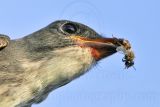 _MG_9975crop Olive-sided Flycatcher.jpg