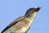 _MG_9978 Olive-sided Flycatcher.jpg