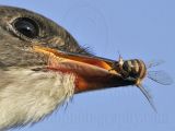 _MG_9981crop3 Olive-sided Flycatcher.jpg
