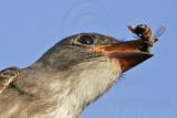 _MG_9987crop Olive-sided Flycatcher.jpg