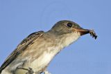 _MG_9988 Olive-sided Flycatcher.jpg