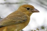 _MG_9007 Summer Tanager.jpg