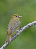 _MG_9112 Summer Tanager.jpg