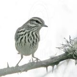 _MG_9848 Black-and-White Warbler.jpg