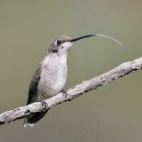 _MG_9156 Ruby-throated Hummingbird.jpg