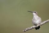 _MG_9206 Ruby-throated Hummingbird.jpg