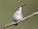 _MG_9208 Ruby-throated Hummingbird.jpg