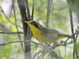 _MG_8755 Common Yellowthroat.jpg