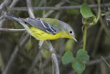 _MG_8724 Magnolia Warbler.jpg