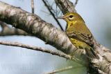 _MG_8668 Prairie Warbler.jpg