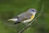 _MG_8063 American Redstart.jpg