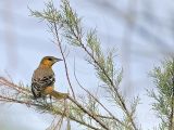 _MG_8894 Baltimore Oriole.jpg
