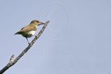 _MG_8895 Red-eyed Vireo.jpg