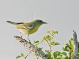 _MG_9662 Northern Parula.jpg