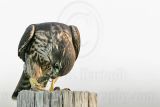 _MG_0834 Merlin.jpg