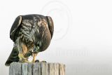 _MG_0835 Merlin.jpg
