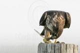 _MG_0869 Merlin.jpg