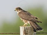 _MG_1078 Merlin.jpg