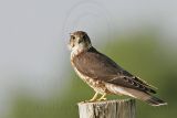 _MG_1099 Merlin.jpg