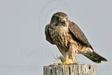 _MG_1145 Merlin.jpg