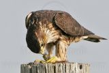 _MG_1193 Merlin.jpg