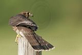 _MG_1374 Merlin.jpg