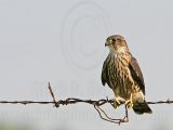 _MG_1563 Merlin.jpg