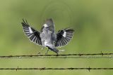 _MG_1703 Loggerhead Shrike.jpg