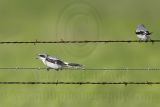 _MG_1712 Loggerhead Shrike.jpg