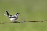 _MG_1716 Loggerhead Shrike.jpg