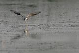 _MG_0545 Black Tern.jpg