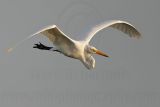 _MG_0581 Great Egret.jpg