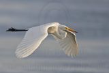 _MG_0586 Great Egret.jpg