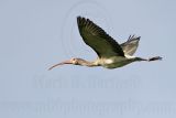 _MG_1133 White Ibis.jpg