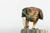 _MG_0881 Merlin.jpg