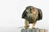 _MG_0888 Merlin.jpg