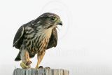 _MG_0889 Merlin.jpg