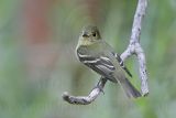 _MG_3382 Least Flycatcher.jpg
