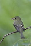 _MG_3452 Least Flycatcher.jpg