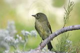 _MG_3458 Yellow-bellied Flycatcher.jpg