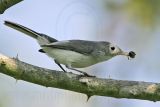 _MG_1932 Blue-gray Gnatcatcher.jpg